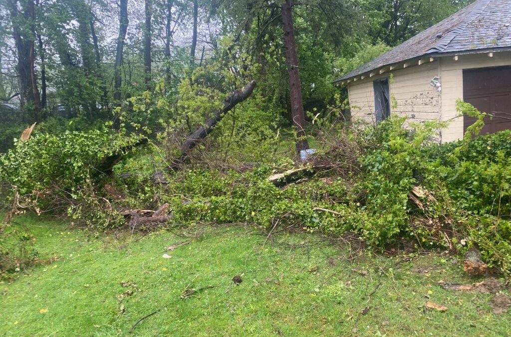 Tree Service in Bucks & Montgomery County PA | Trust Planet 59 Land Clearing Project 3