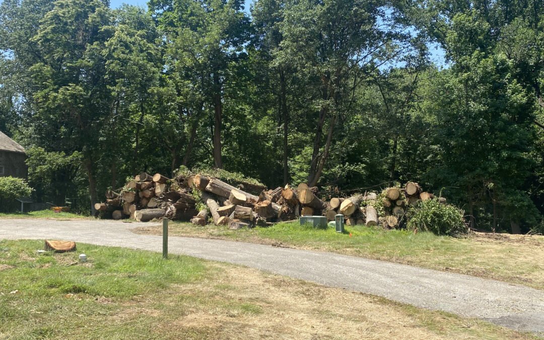 Tree Service in Bucks & Montgomery County PA | Trust Planet 60 Land Clearing Project 4