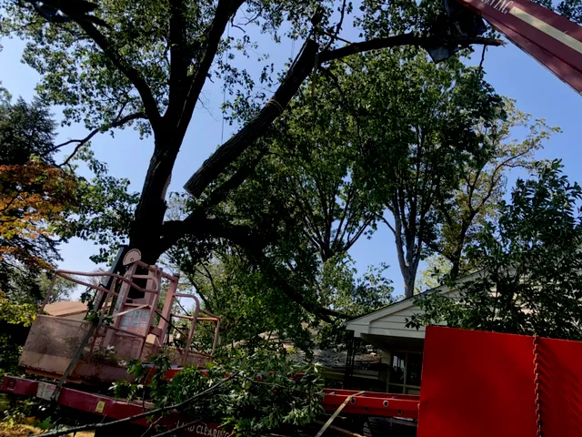Tree Service in Bucks & Montgomery County PA | Trust Planet 68 Tree Pruning Project 6