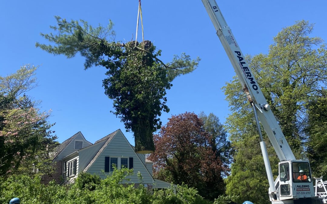 Tree Service in Bucks & Montgomery County PA | Trust Planet 52 Tree Removal Project 2