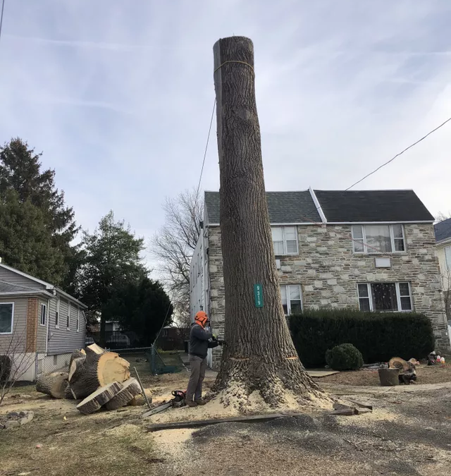 Tree Service in Bucks & Montgomery County PA | Trust Planet 54 Tree Removal Project 4