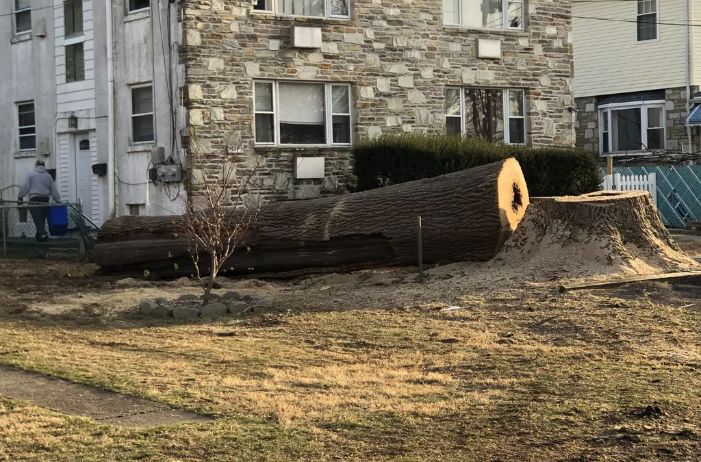 Tree Service in Bucks & Montgomery County PA | Trust Planet 56 Tree Removal Project 6